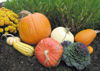 Cabbage and pumpkins