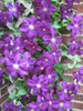 Clematis