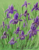 irises