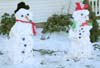 Snow Neighbors