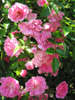wild pink roses